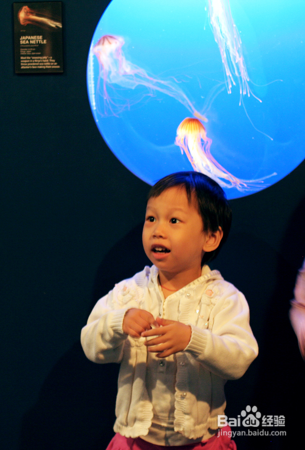 温哥华水族馆：水中舞动的精灵们