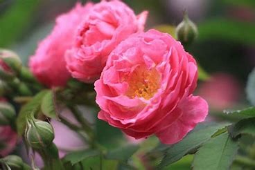 月季切叶蜂怎么防治#校园分享#