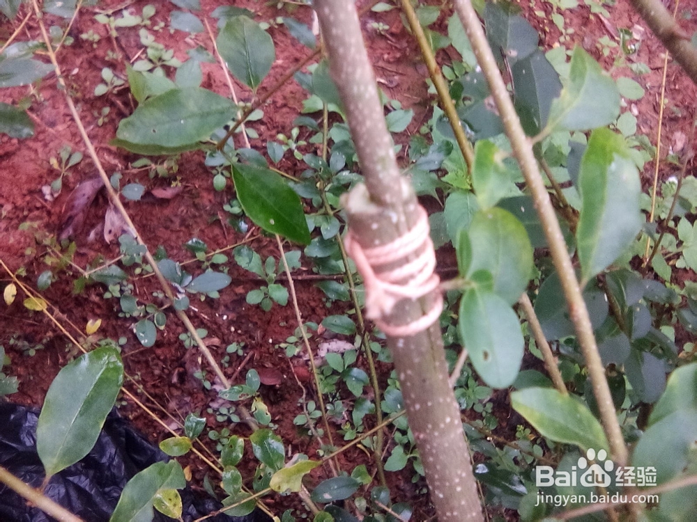 树木嫁接的方法