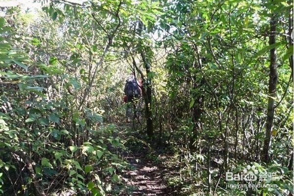 旅游时灌木林穿越知识