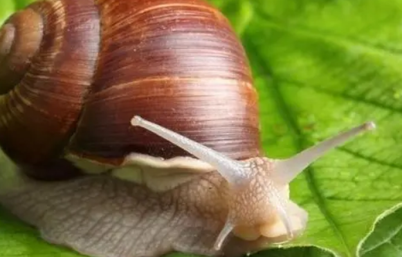 白玉蜗牛可以吃梨吗