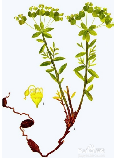 冬季冻疮让不少人苦恼,这几种方法让你轻松除根