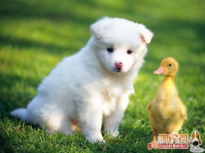 北京犬的历史与生活习性是什么