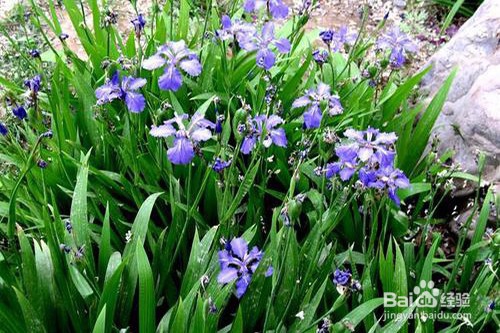 兰草应该如何养护