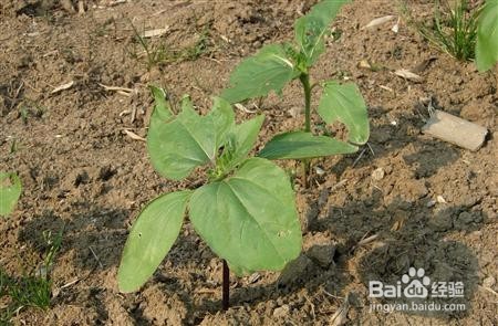 种向日葵要注意什么？