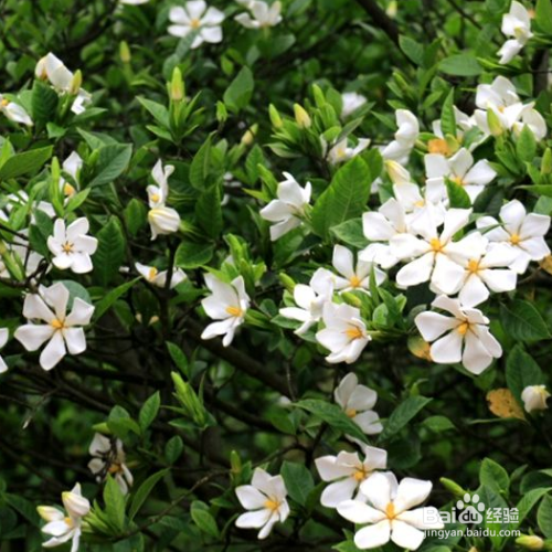 栀子花的医用价值