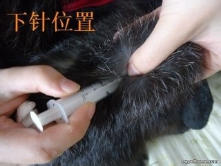 生活/家居 > 宠物 3 打针前要用沸水给针管针头消毒,最好泡上5分钟