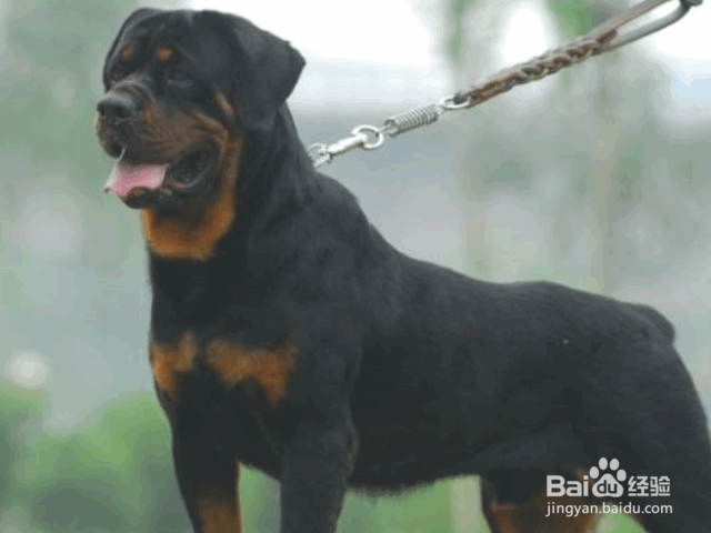 夏季养狗的注意事项