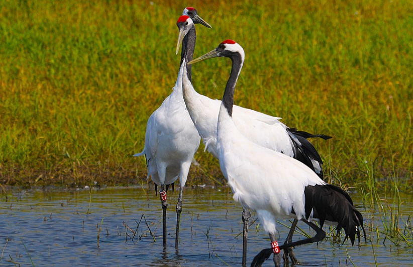 中国国鸟是什么