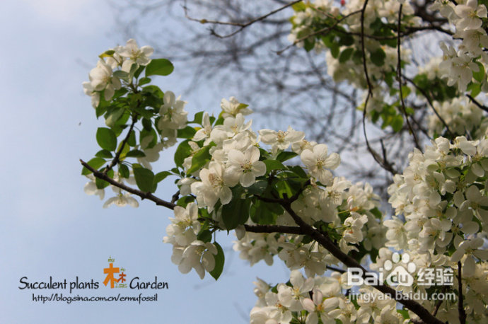 上海植物园（上）
