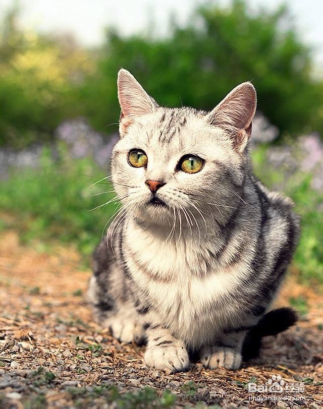 不要以毛取猫——浅谈猫咪的毛色