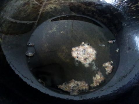 腌咸菜盐的比例是多少