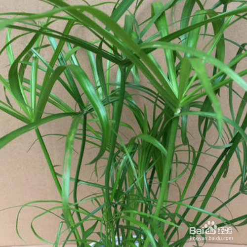 伞草的栽培方法和注意事项有哪些?