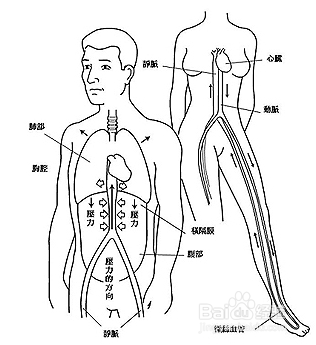 什么是静脉曲张