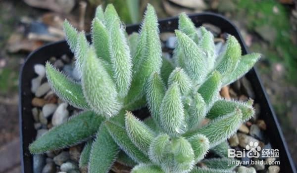 绒针多小苗怎么养