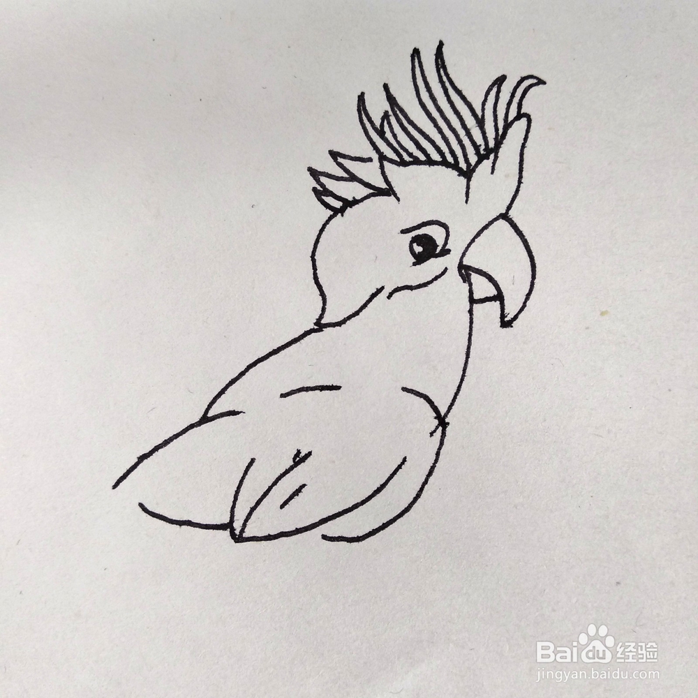 如何画一个好看的鹦鹉巴哥卡通简笔画？