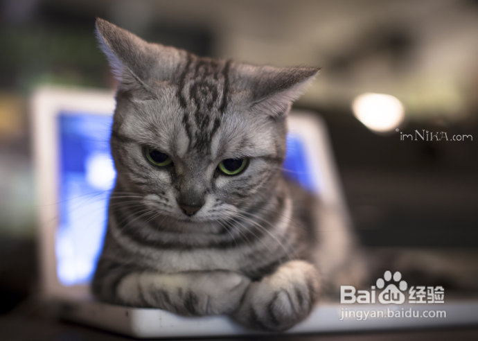 【台湾探店】复古混搭空间邂逅百变萌喵，自然醒咖啡公寓