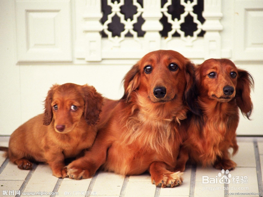移民出国时怎样把宠物狗狗带到澳洲