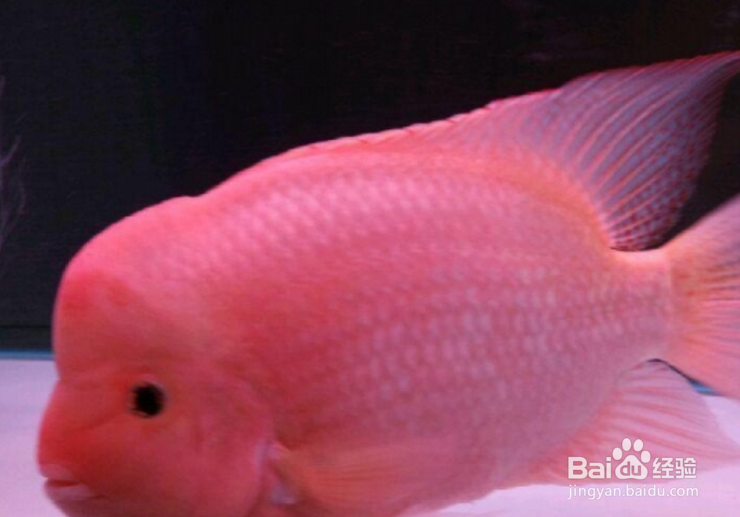 马罗汉鱼的饲养方法