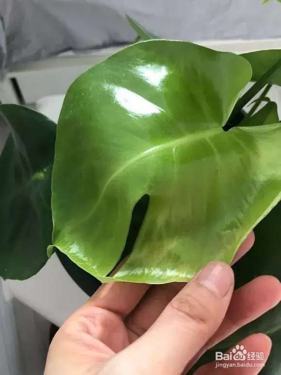 龟背竹不“开背”3个小技巧,猛蹿1米高