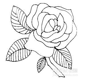 玫瑰花的简笔画