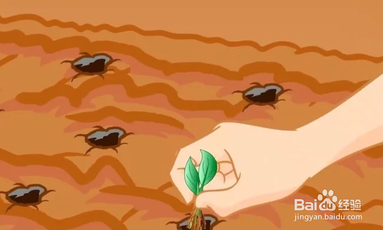 如何种植生菜