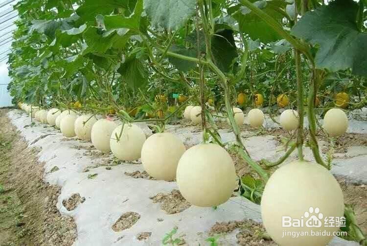 种香瓜的方法步骤