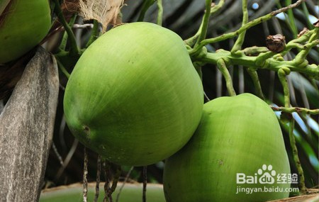 怎么挑选椰子比较甜,椰子的挑选技巧
