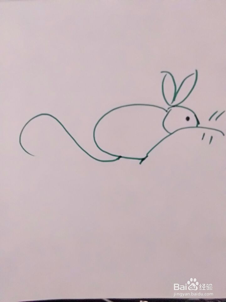 简笔画可爱的老鼠