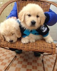 金毛下崽了怎么卖掉