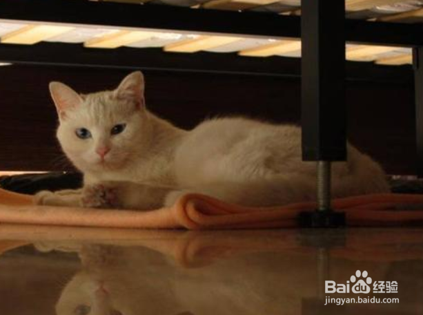 猫咪躲在床底下不出来怎么办