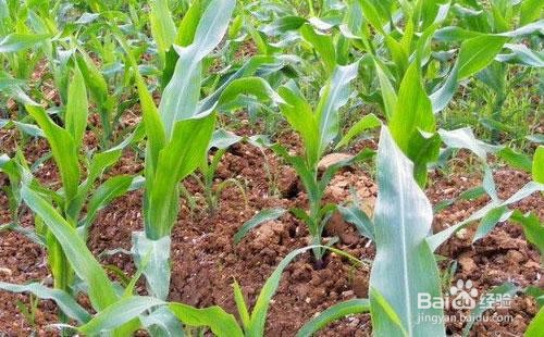 玉米苗枯病防治方法