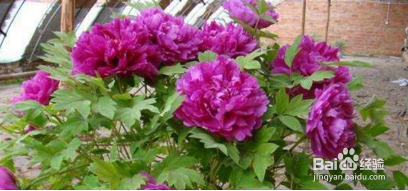 牡丹修剪的方法和时间，牡丹开过花后怎么处理？