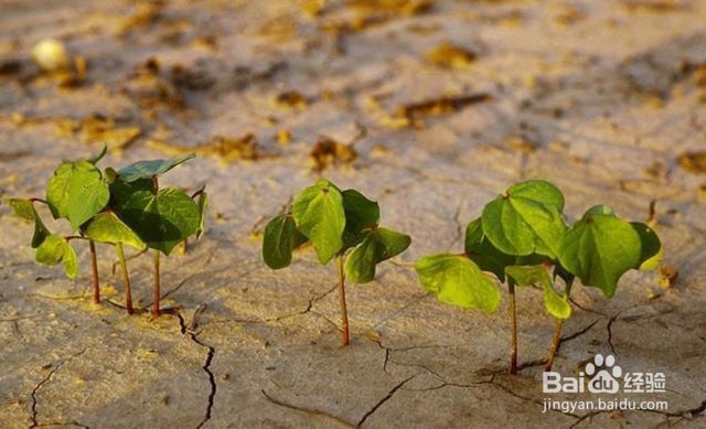 黄腐酸钾好用吗？黄腐酸钾防治土壤质地问题