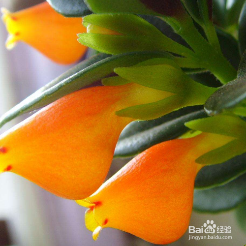 秋天养金鱼吊兰要注意些什么？