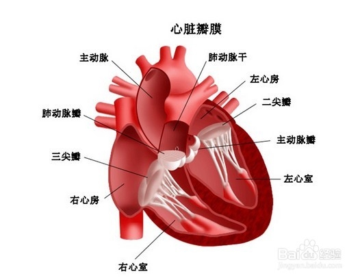 不花钱让自己更好看：[1]中医五行疗法
