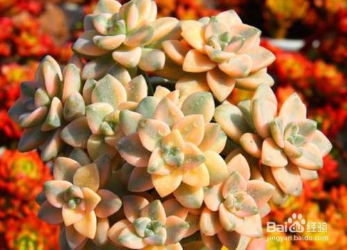美杏锦多肉的养护方法 百度经验