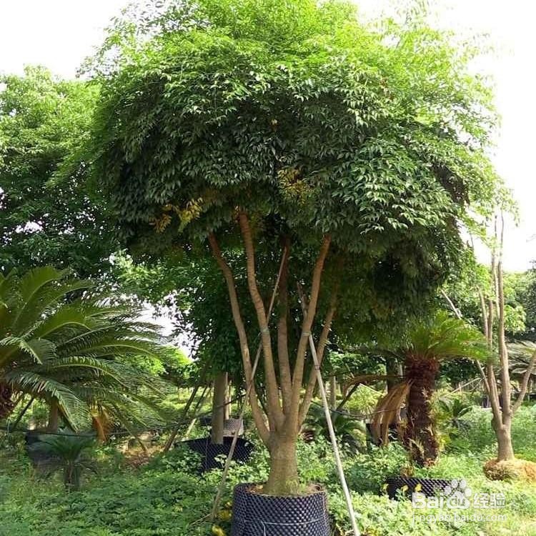 幌伞枫的养殖方法和注意事项