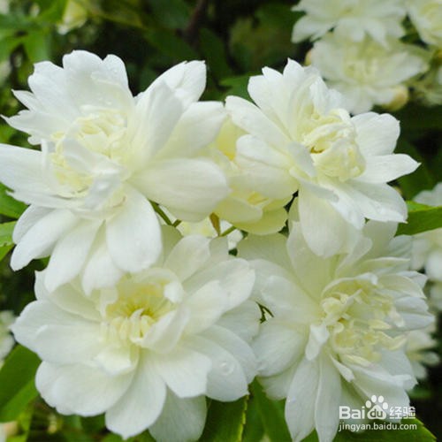 木香如何养护开的最好？