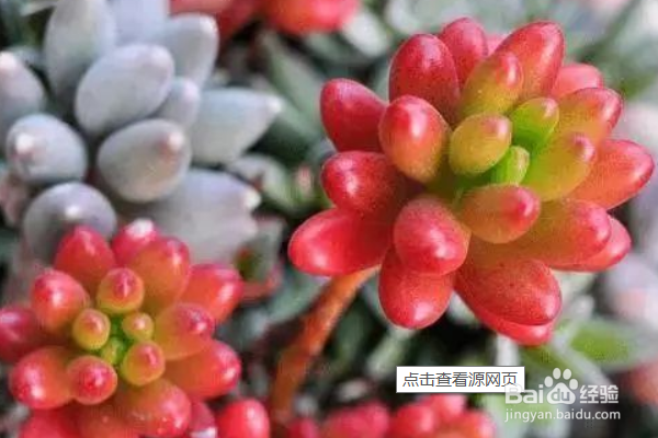 新手如何养多肉植物？