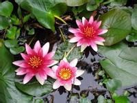 让你吃出好眼睛的食物