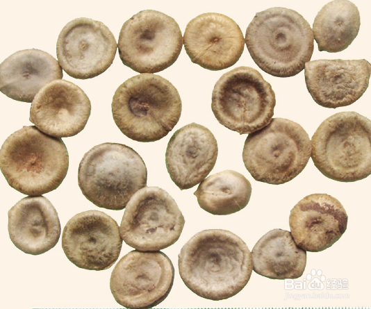 土单验方——五官科：[3]急慢性化脓性中耳炎