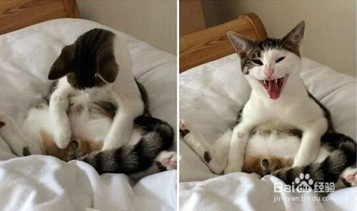 如何有效解决母猫咪发情?