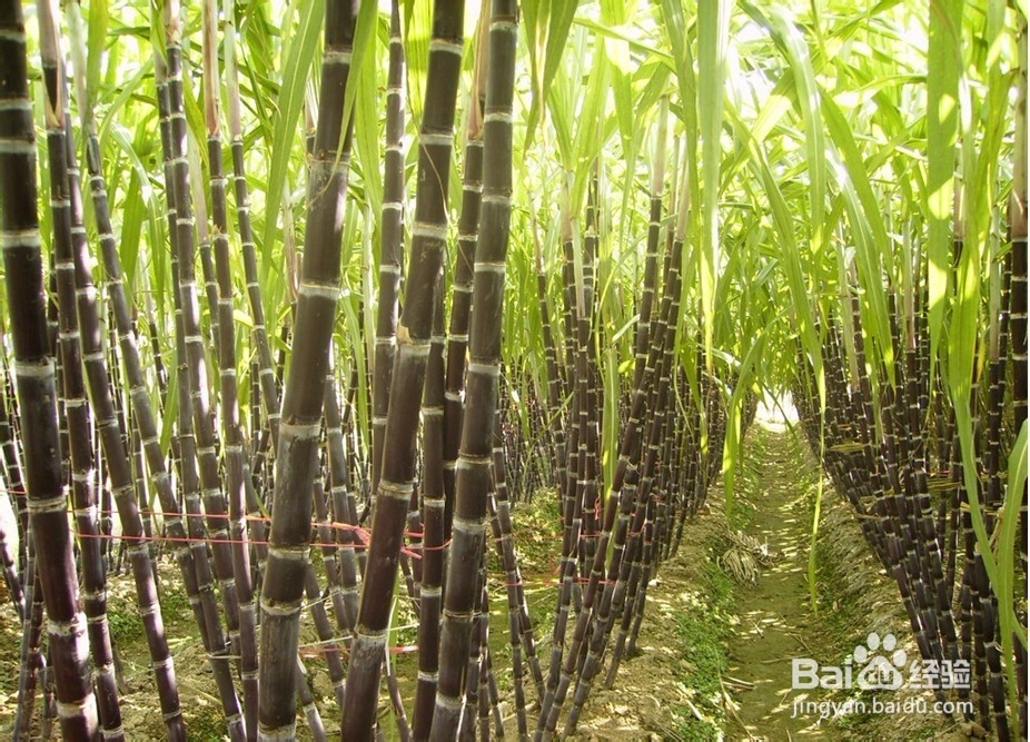 #水果#产妇不能吃什么水果