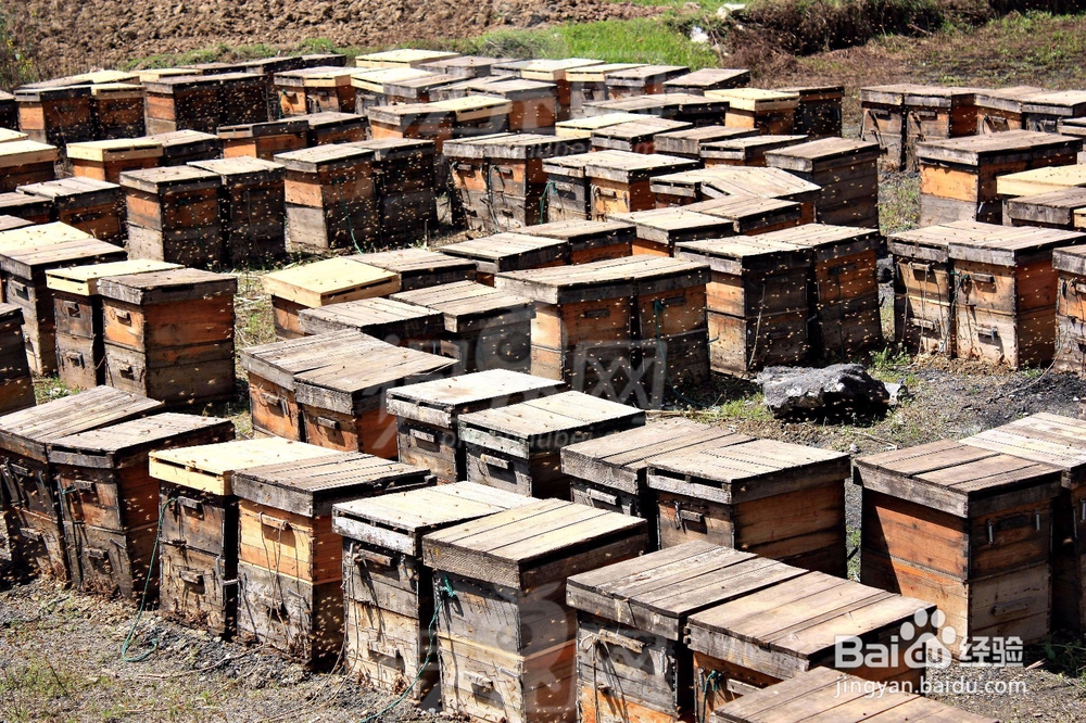 如何养蜂?养蜂的方法?