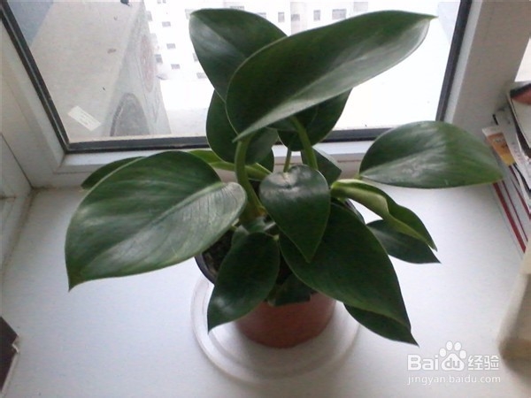 茶叶有什么用处？