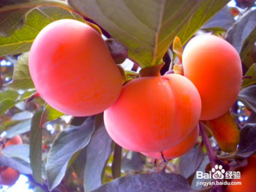 肾结石对人体危害的大小有哪些因素决定