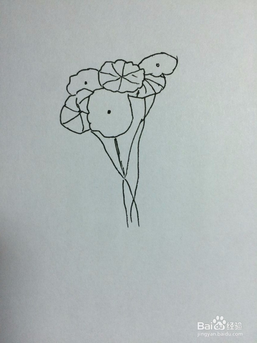 铜钱草怎么画