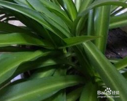 吊兰的养殖方法