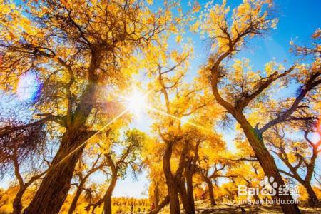 中国秋色最美5个地方，一生至少去一次